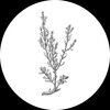 artemesia_13